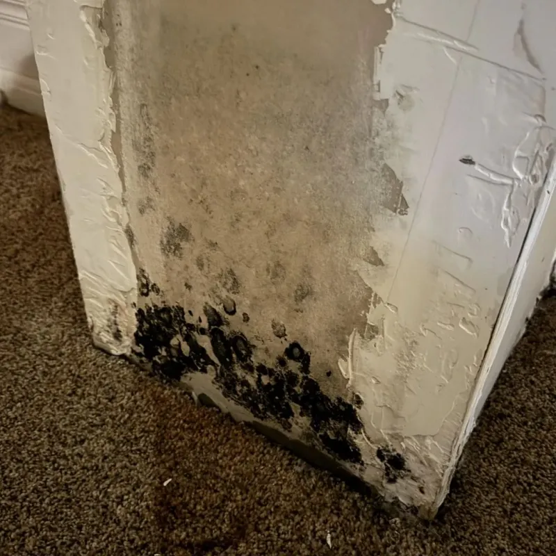 Professional Mold Removal in Uinta County, WY